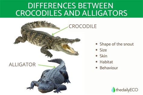 difference between crocodile and alligators.